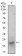 BDNF Primary Antibody MP30610 [M3D9C5]