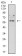 BTN2A2 Primary Antibody MP31402 [M4B11C8]