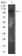 CD130 Primary Antibody MP31685  [M8D4D2]