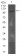 CD130 Primary Antibody MP31686  [M8D4C5]