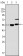 MYST1 Primary Antibody MP20140 [M8C4C4]