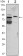 KLHL11 Primary Antibody MP30070 [M1B9C1]