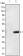 MATN1 Primary Antibody MP30114 [M5A8]