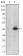 PAX4 Primary Antibody MP30155 [M3C12]