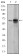 FYN Primary Antibody MP30230 [M2H8]