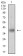 MSTN Primary Antibody MP30626 [M6E4B2]
