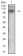 DSG3 Primary Antibody MP30627 [M6G2C11]