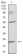IL28A Primary Antibody MP30939 [M7B9A4]
