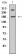 DNMT1 Primary Antibody MP30991 [M1D5G2]