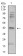 ADRB2 Primary Antibody MP31135 [M5G3B5]