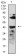 CD268 Primary Antibody MP31414 [M5A9B6]