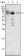 MDM4 Primary Antibody MP20247 [M2D10F4]