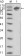 ERBB3 Primary Antibody MP20367 [M2F9]