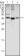 WNT1 Primary Antibody MP20378 [M10C8]