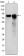 GYS1 Primary Antibody MP30159 [M3A7]