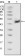 p53 Primary Antibody MP20338 [M4A8]