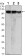 HK2 Primary Antibody MP30088 [M3D3]