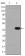 CEA Primary Antibody MP30157 [M1C7]