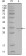 FRK Primary Antibody MP20237 [M1A8H2C12]