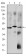 OTX2 Primary Antibody MP30217 [M1H12C4B5]