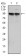 KCNQ1 Primary Antibody MP30297 [M5E12]