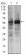 SOX9 Primary Antibody MP30305 [M1B11]