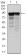 NEFL Primary Antibody MP30313 [M2G10]