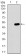 PDE1B Primary Antibody  MP30464A [M5C4A3]