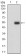 CSF1R Primary Antibody MP30589 [M6B9B9]