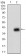 B2M Primary Antibody MP30596 [M3G5H8]