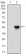 B2M Primary Antibody MP30600 [M4G5A1]