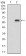 BDNF Primary Antibody MP30610 [M3D9C5]