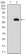 PPARGC1B Primary Antibody MP30665 [M1C1C2]