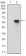 PPARGC1B Primary Antibody MP30673T [M6C3F6]