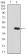 KDM5B Primary Antibody MP30836 [M7H3D7]