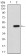 NTRK2 Primary Antibody MP30882 [M8D2E8]