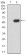 ATG14L Primary Antibody MP30931 [M1F7C10]