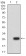 UCP3 Primary Antibody MP31002 [M6B8C6]