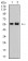 DNTT Primary Antibody MP31074 [M4B10C3]