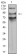 AFAP1L2 Primary Antibody MP31121 [M2H6D1]