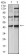 CD183 Primary Antibody MP31359 [M5C10B3]