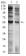 CD129 Primary Antibody MP31412 [M4A11H2]