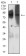 EZH1 Primary Antibody MP31654  [M3B6B9]