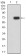 CD30 Primary Antibody  MP31659 [M4D1C2]