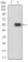CAPN2 Primary Antibody MP31678  [M2E2F2]