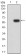 NR2C2 Primary Antibody  MP31687 [M8F2E8]