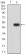 MAP3K14 Primary Antibody  MP31697 [M2G2B4]