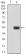 SIRT2 Primary Antibody MP31704 [M5H11H9]