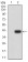 HLA-B Primary Antibody  MP31707 [M4D4B6]