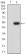 CD369 Primary Antibody MP31709  [M4G2H2]